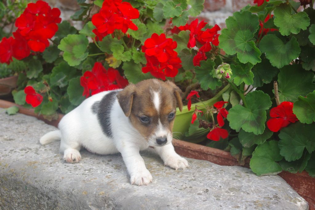 images/contenu/Chiots/jackrussel/003/IMGP3773.jpg