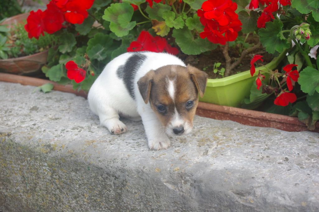 images/contenu/Chiots/jackrussel/003/IMGP3765.jpg