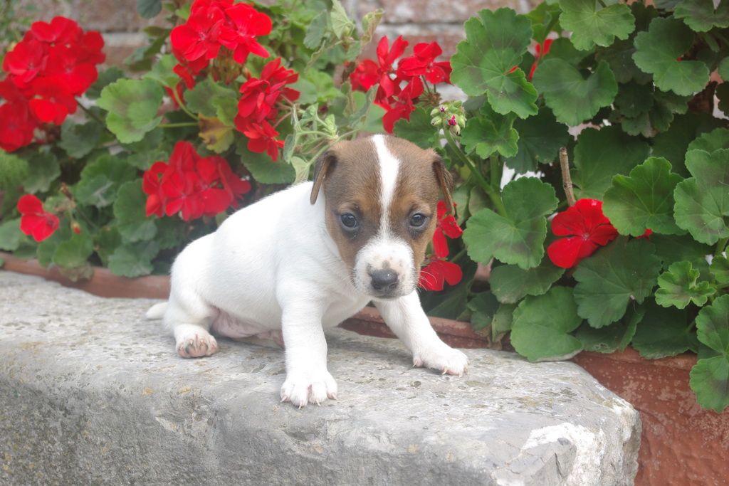 images/contenu/Chiots/jackrussel/002/9-jack_russel_6.jpg