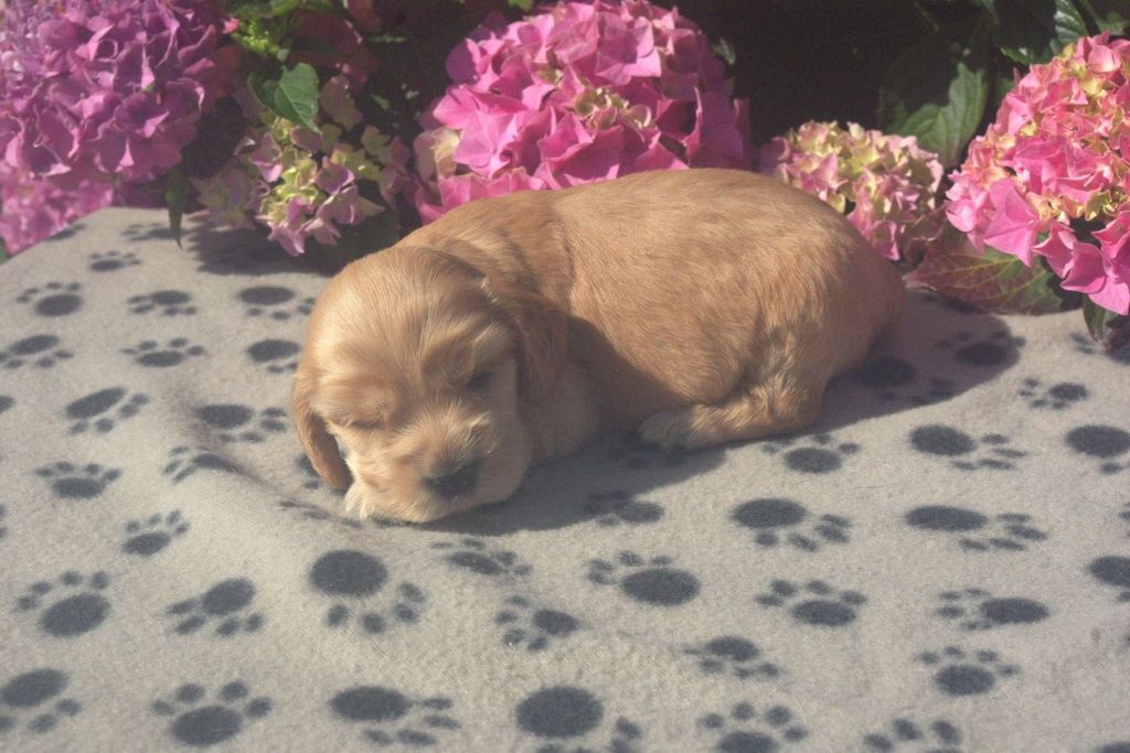 images/contenu/Chiots/Cocker/002/9-cocker_anglais_9.jpg