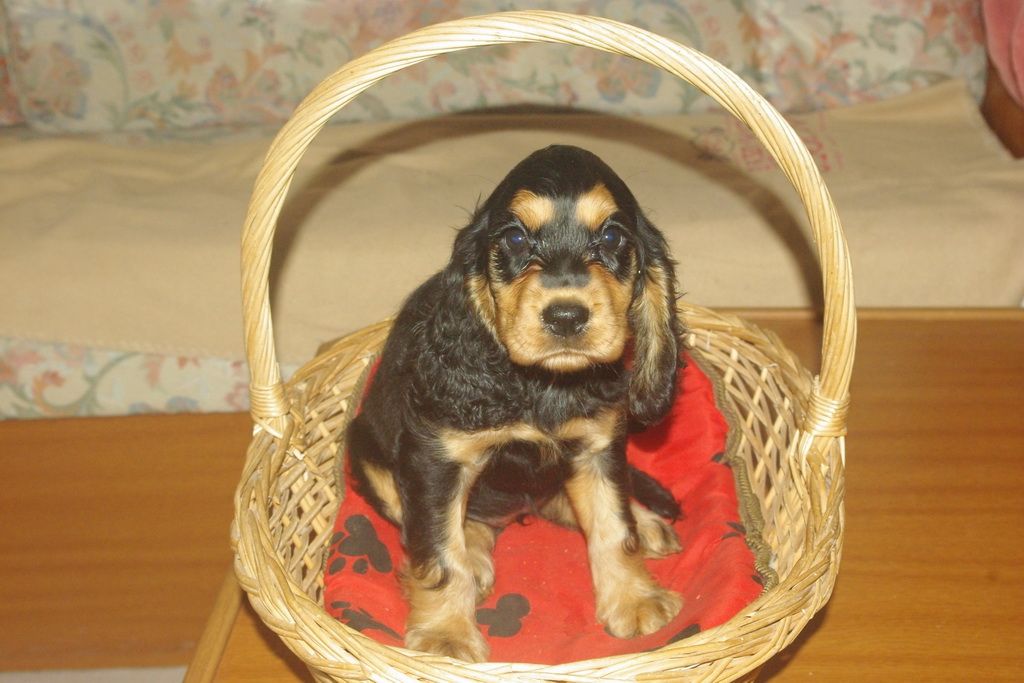 images/contenu/Chiots/Cocker/002/7-cocker_anglais_8.jpg