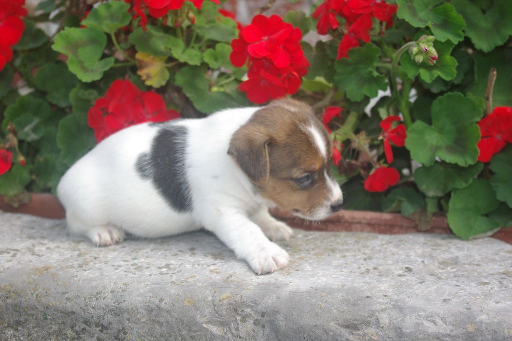 images/contenu/Chiots/jackrussel/003/IMGP3788.jpg