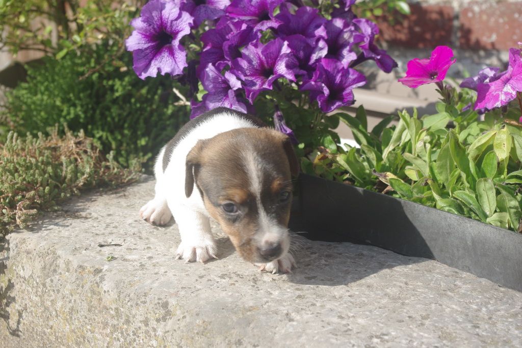 images/contenu/Chiots/jackrussel/005/8-jack_russel_13.jpg