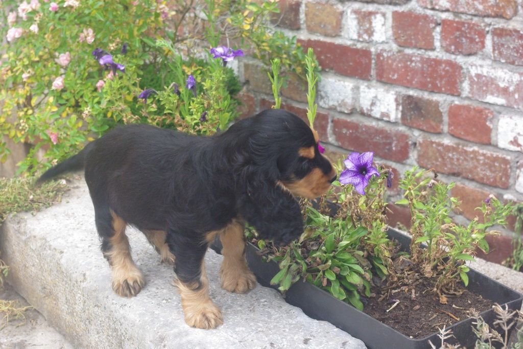 images/contenu/Chiots/Cocker/002/7-cocker_anglais_4.jpg