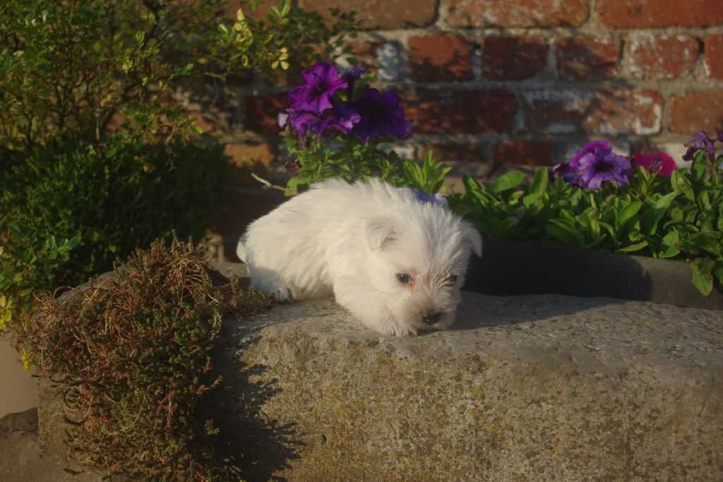 images/contenu/Chiots/westie/007/8-westie_6.jpg