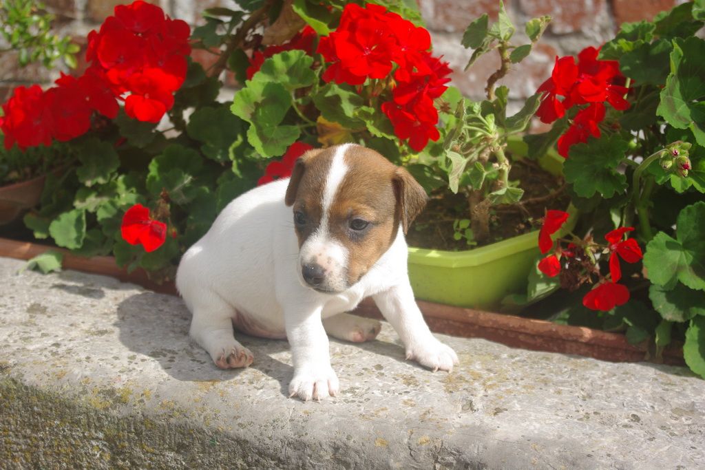 images/contenu/Chiots/jackrussel/002/9-jack_russel_10.jpg