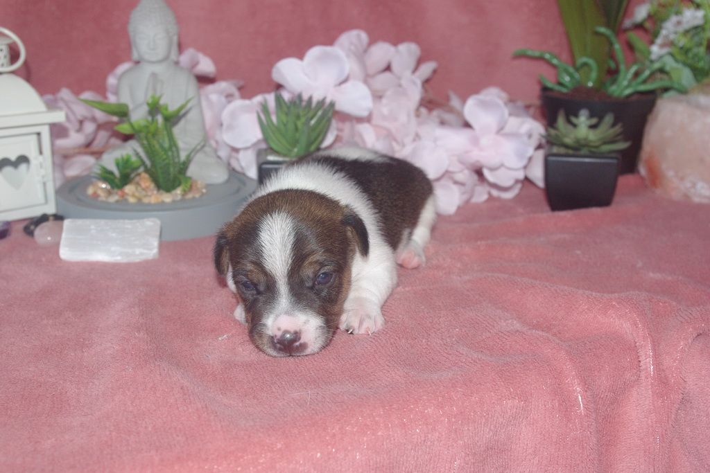 images/contenu/Chiots/jackrussel/005/9-jack_russel_9.jpg