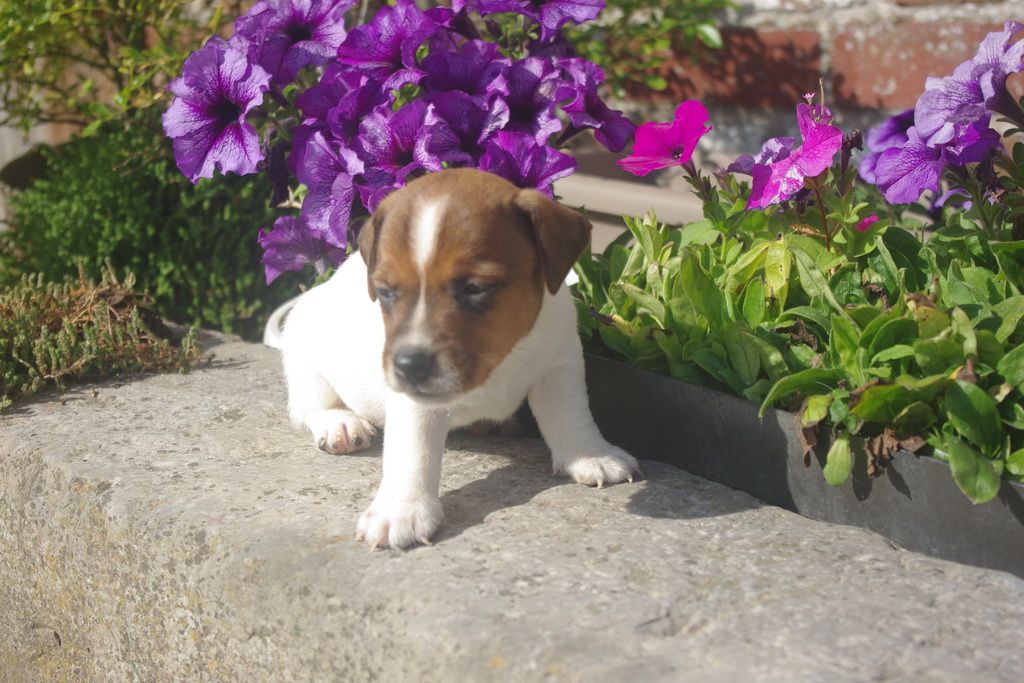 images/contenu/Chiots/jackrussel/003/8-jack_russel_4.jpg
