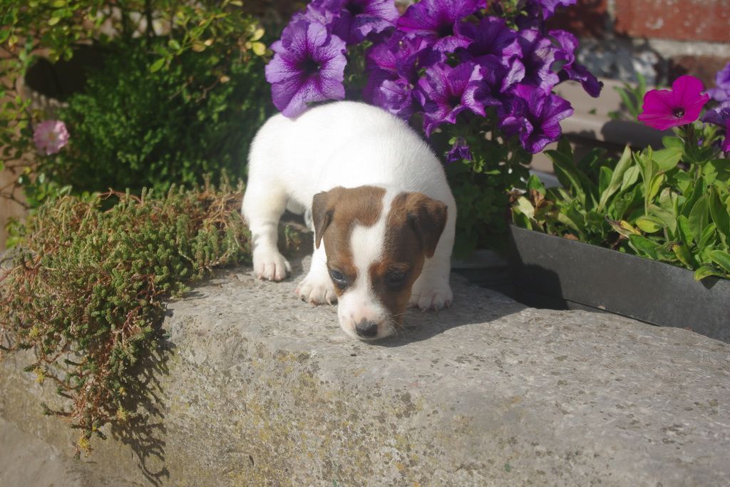 images/contenu/Chiots/jackrussel/002/8-jack_russel_5.jpg