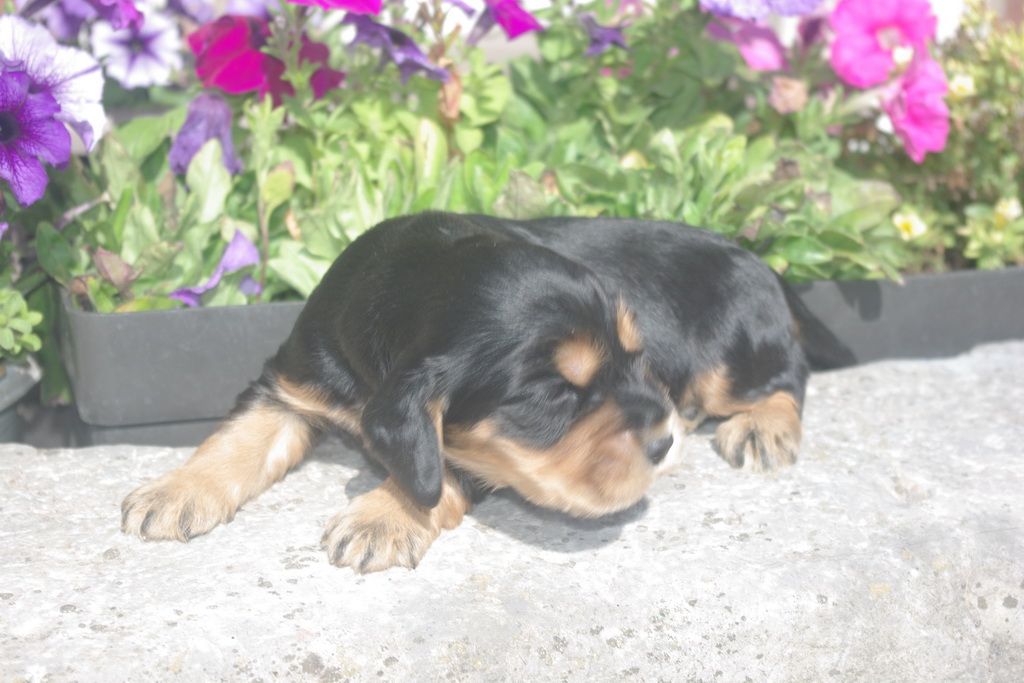 images/contenu/Chiots/Cocker/004/8-cocker_anglais_9.jpg