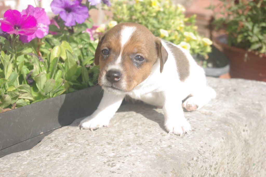 images/contenu/Chiots/jackrussel/003/8-jack_russel_6.jpg