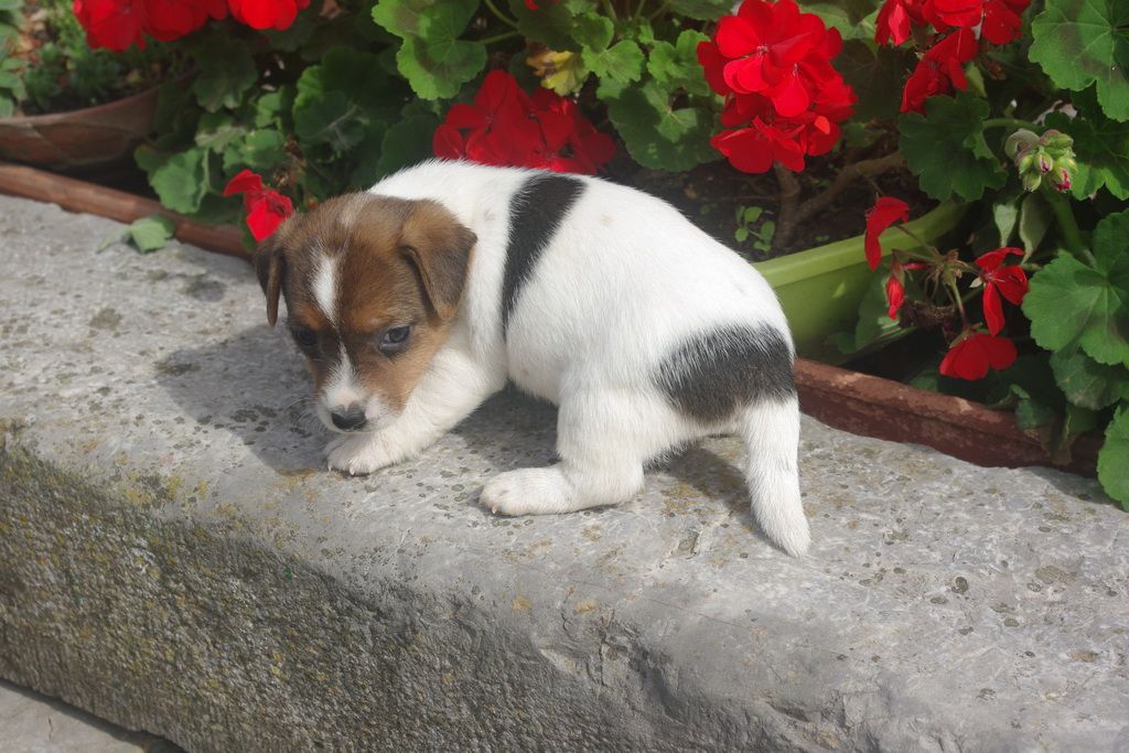 images/contenu/Chiots/jackrussel/003/IMGP3779.jpg