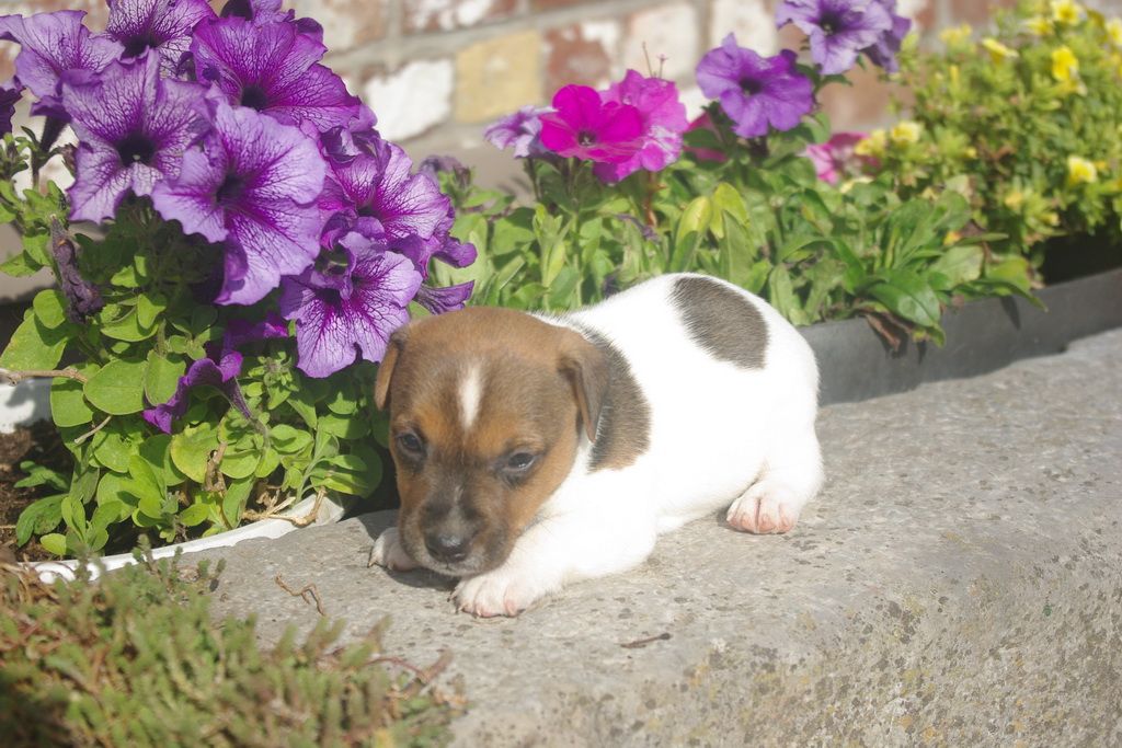images/contenu/Chiots/jackrussel/004/8-jack_russel_12.jpg