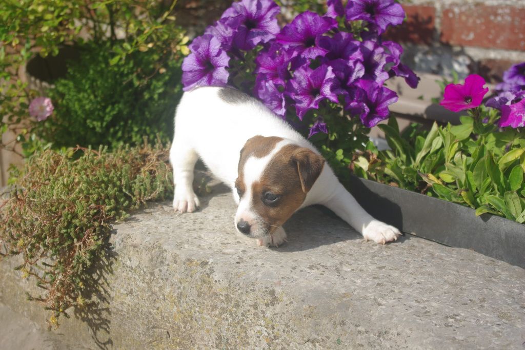 images/contenu/Chiots/jackrussel/002/8-jack_russel_4.jpg