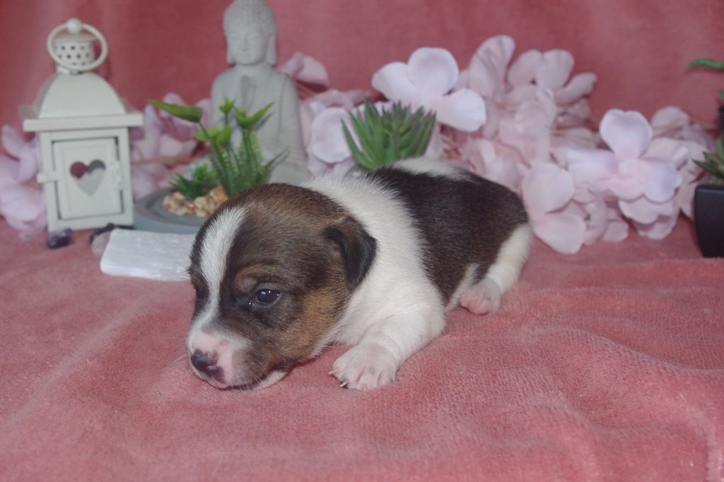 images/contenu/Chiots/jackrussel/005/9-jack_russel_11.jpg