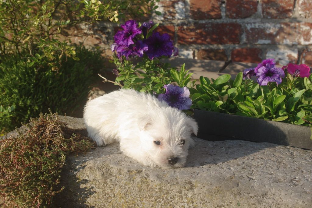 images/contenu/Chiots/westie/007/8-westie_7.jpg