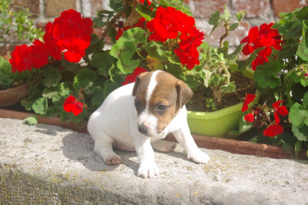 images/contenu/Chiots/jackrussel/002/9-jack_russel_11.jpg