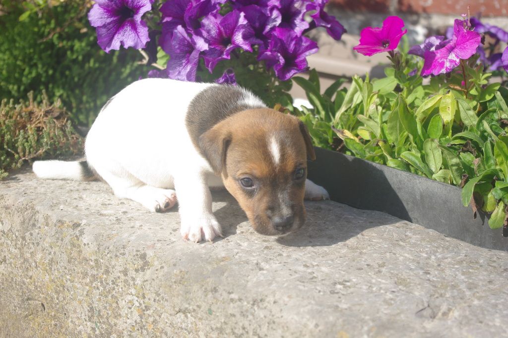 images/contenu/Chiots/jackrussel/004/8-jack_russel_15.jpg