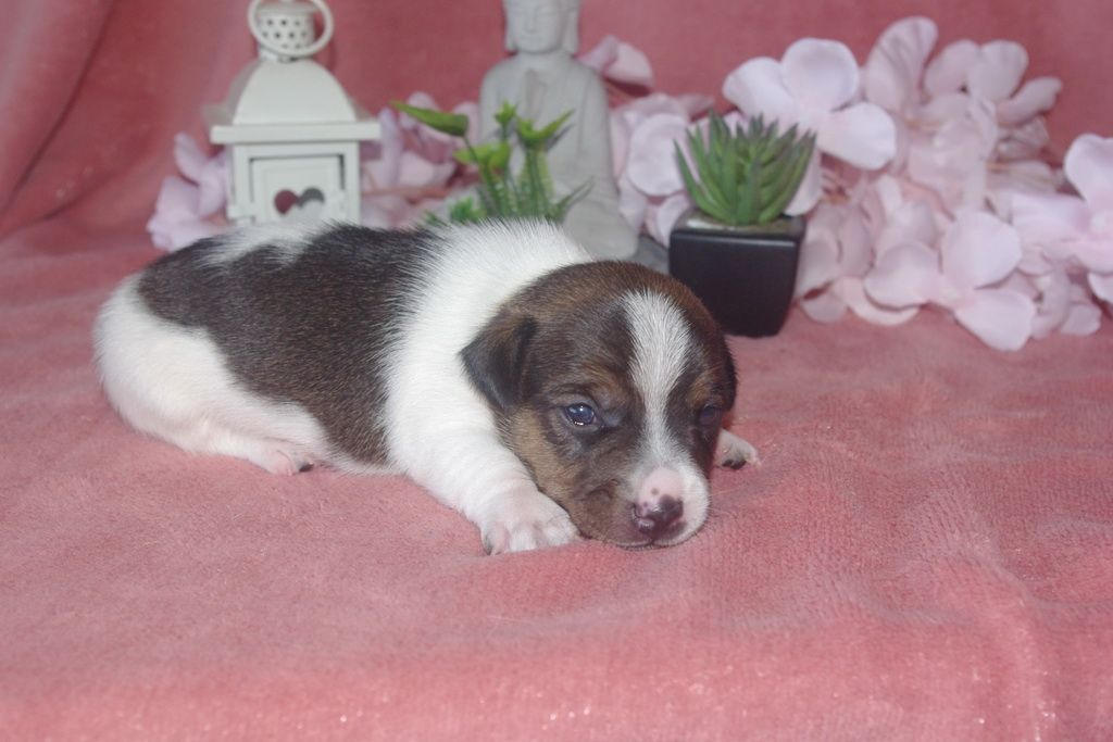 images/contenu/Chiots/jackrussel/005/9-jack_russel_4.jpg