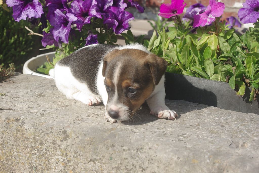 images/contenu/Chiots/jackrussel/005/8-jack_russel_2.jpg