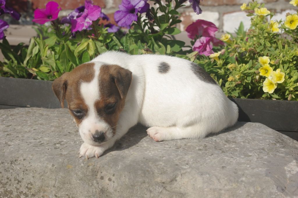images/contenu/Chiots/jackrussel/002/8-jack_russel_3.jpg