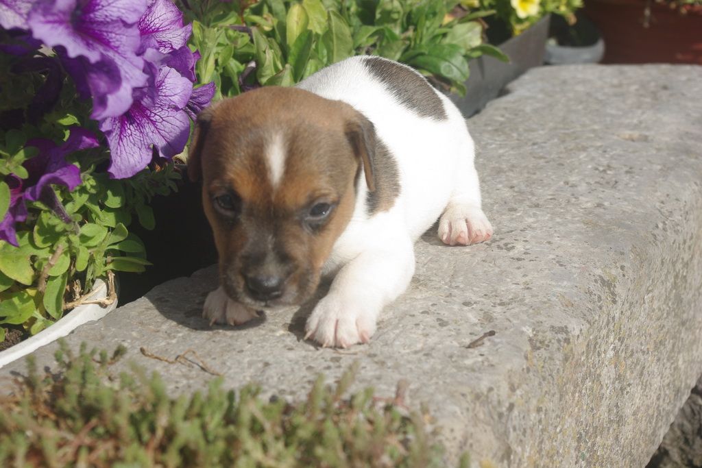 images/contenu/Chiots/jackrussel/004/8-jack_russel_11.jpg
