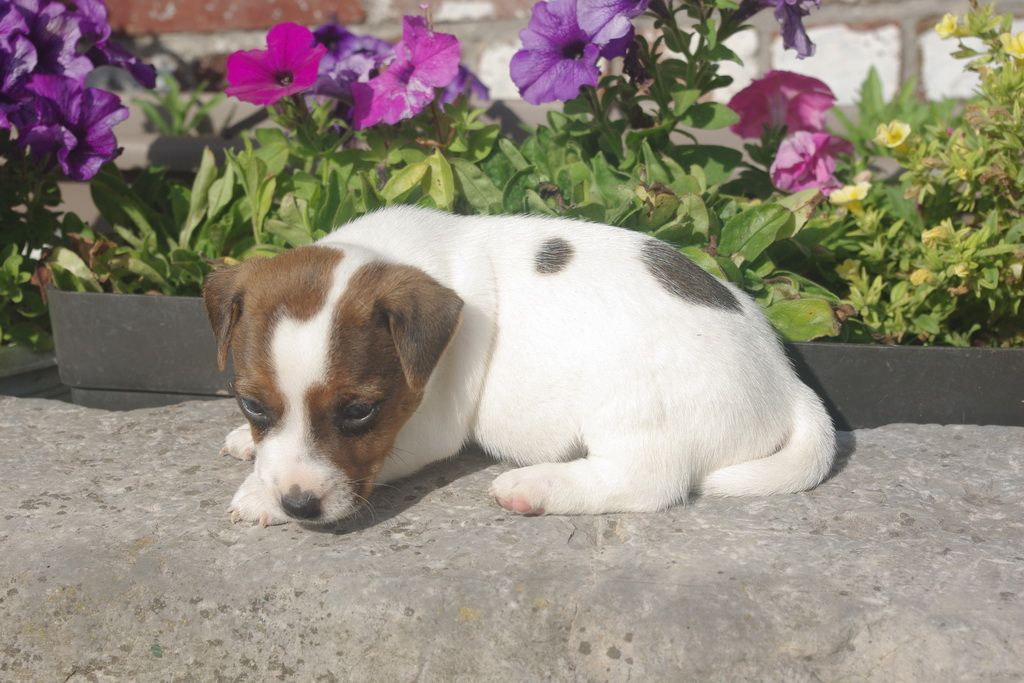 images/contenu/Chiots/jackrussel/002/8-jack_russel_8.jpg