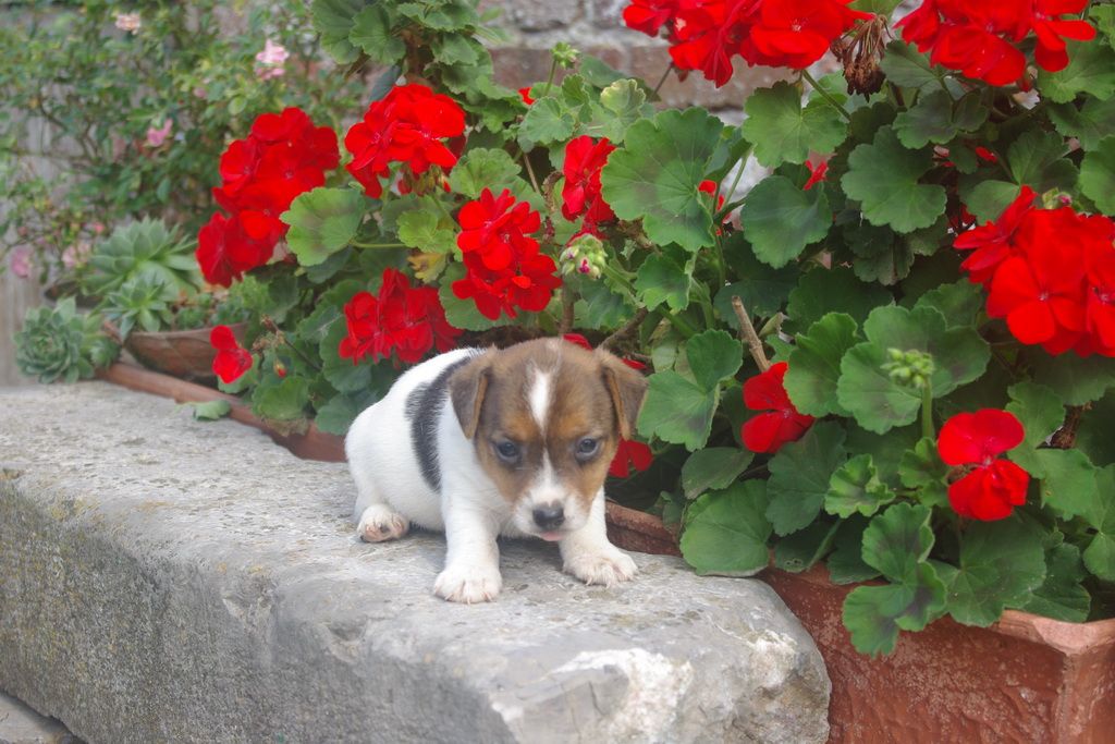 images/contenu/Chiots/jackrussel/003/IMGP3796.jpg