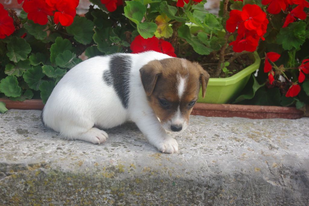 images/contenu/Chiots/jackrussel/003/IMGP3798.jpg