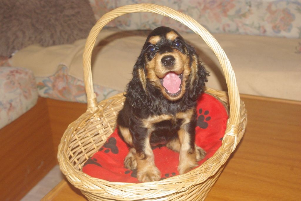 images/contenu/Chiots/Cocker/002/7-cocker_anglais_7.jpg