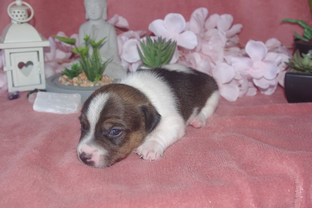 images/contenu/Chiots/jackrussel/005/9-jack_russel_12.jpg