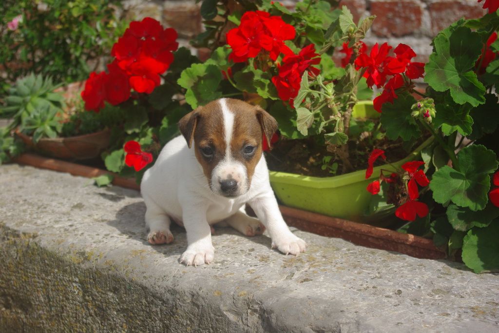 images/contenu/Chiots/jackrussel/002/9-jack_russel_14.jpg