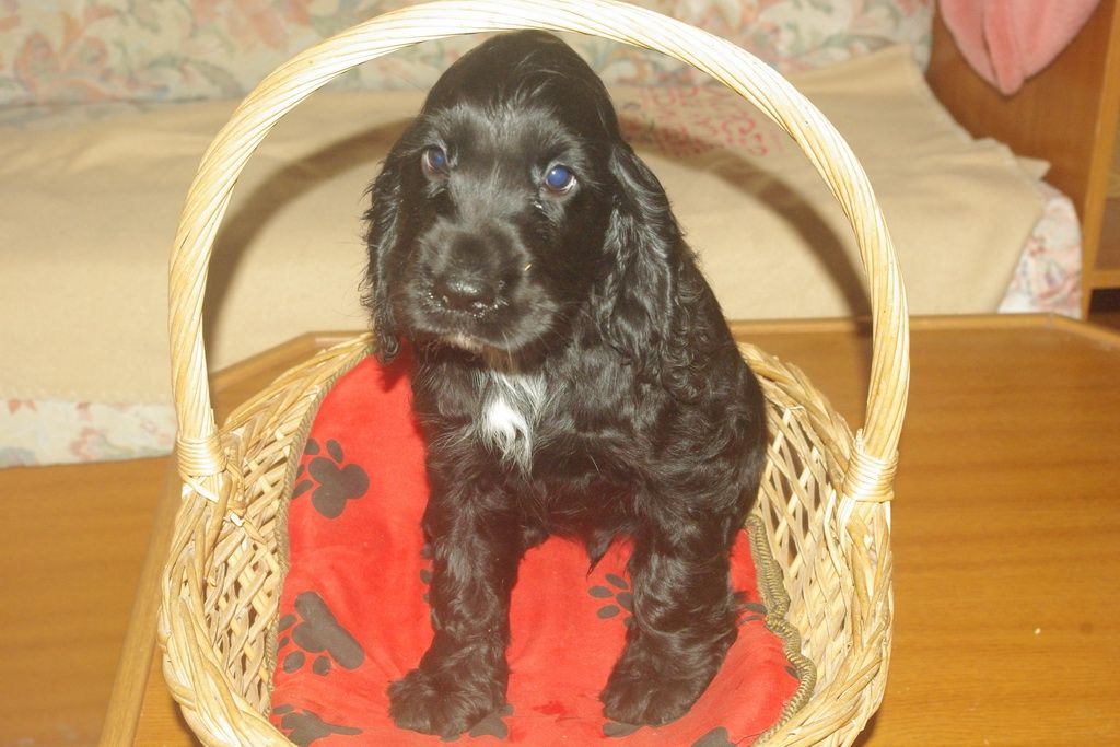 images/contenu/Chiots/Cocker/005/7-cocker_anglais_5.jpg
