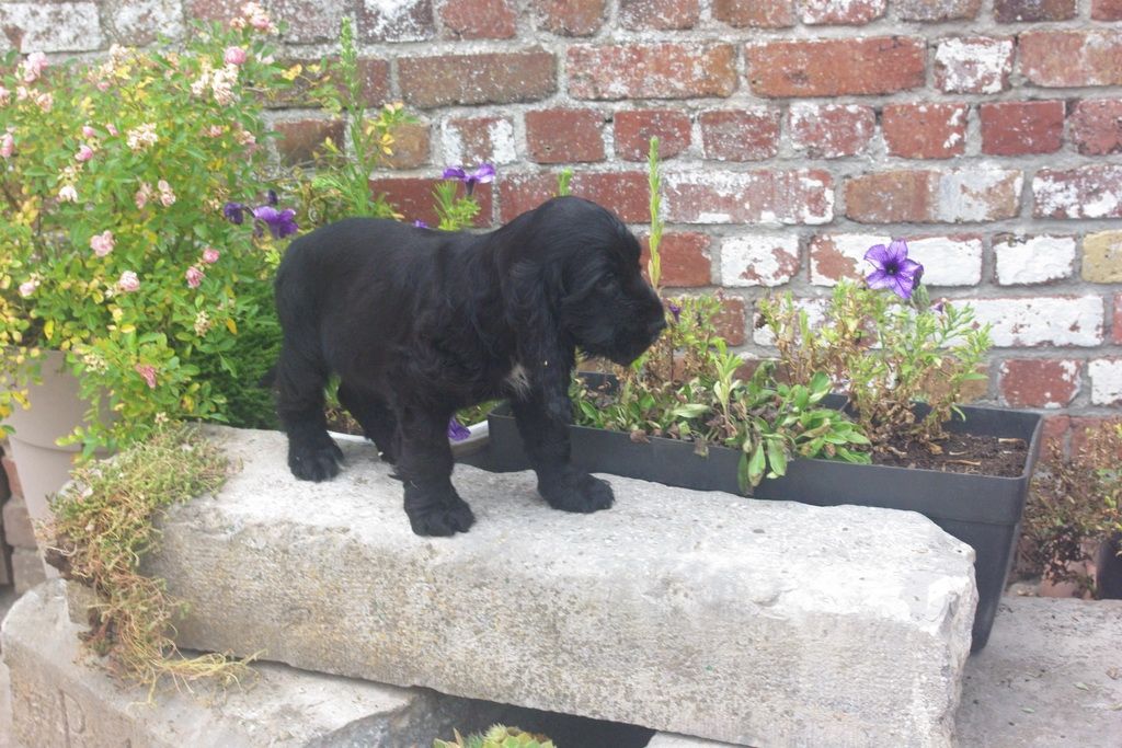 images/contenu/Chiots/Cocker/005/7-cocker_anglais_6.jpg