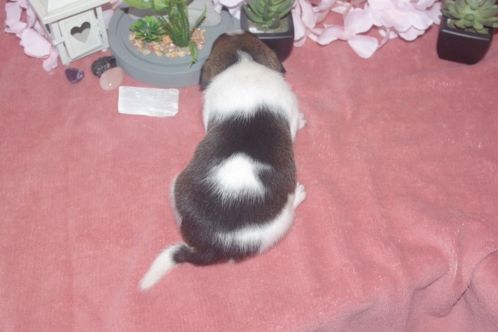 images/contenu/Chiots/jackrussel/005/9-jack_russel_2.jpg