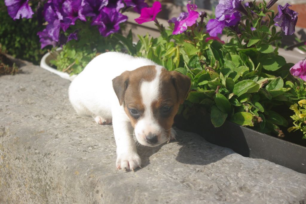 images/contenu/Chiots/jackrussel/002/8-jack_russel_14.jpg