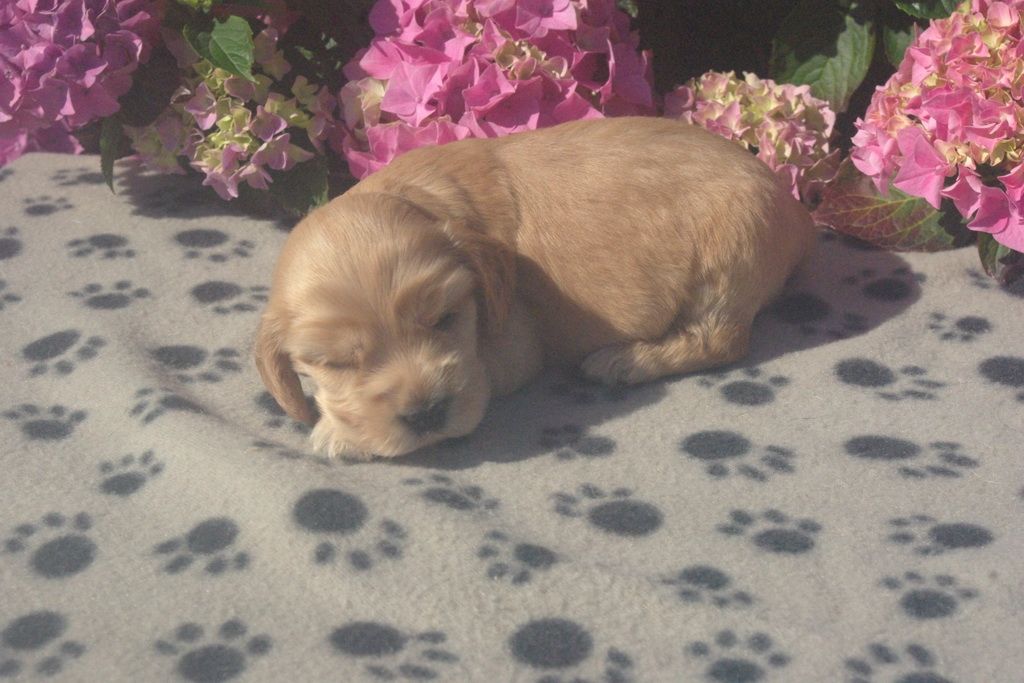images/contenu/Chiots/Cocker/002/9-cocker_anglais_7.jpg