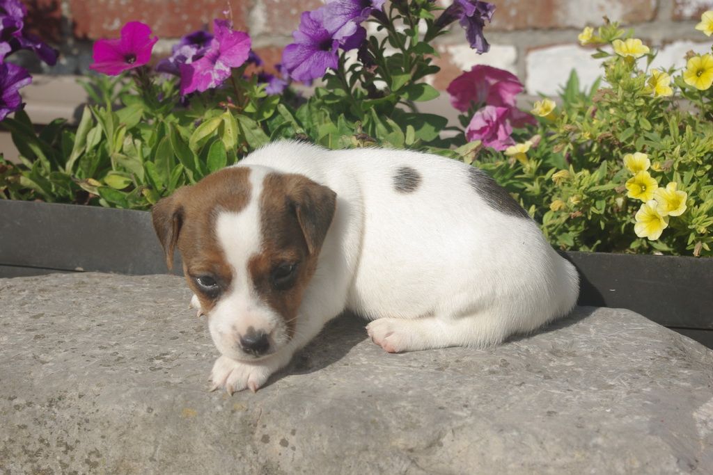 images/contenu/Chiots/jackrussel/002/8-jack_russel_2.jpg