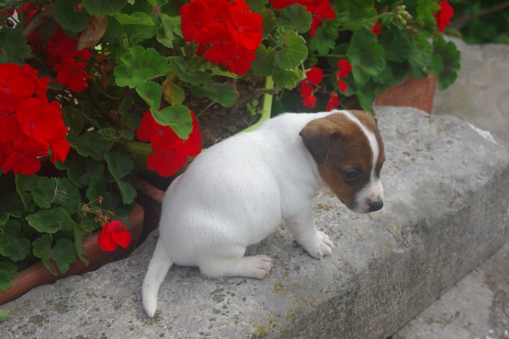 images/contenu/Chiots/jackrussel/002/9-jack_russel_3.jpg
