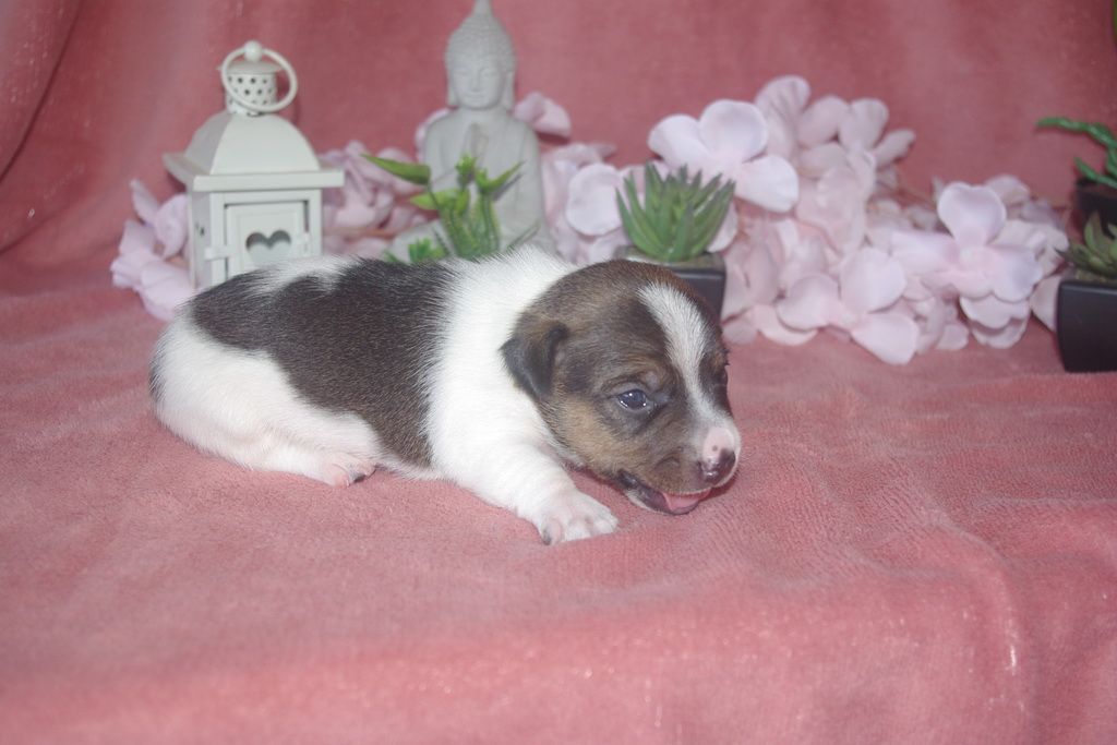 images/contenu/Chiots/jackrussel/005/9-jack_russel_3.jpg