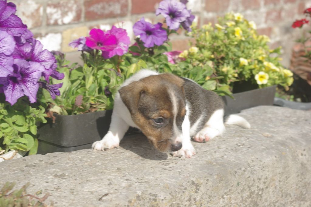 images/contenu/Chiots/jackrussel/005/8-jack_russel_7.jpg