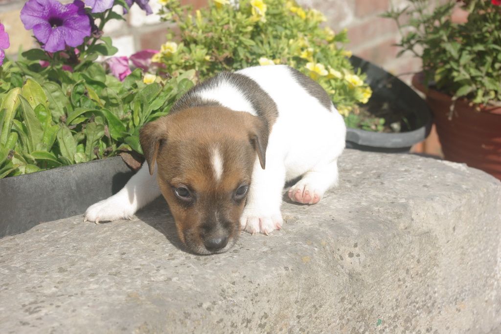images/contenu/Chiots/jackrussel/004/8-jack_russel_3.jpg