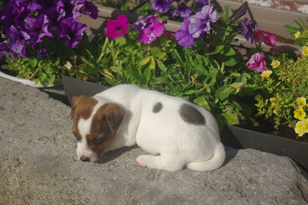 images/contenu/Chiots/jackrussel/002/8-jack_russel_10.jpg