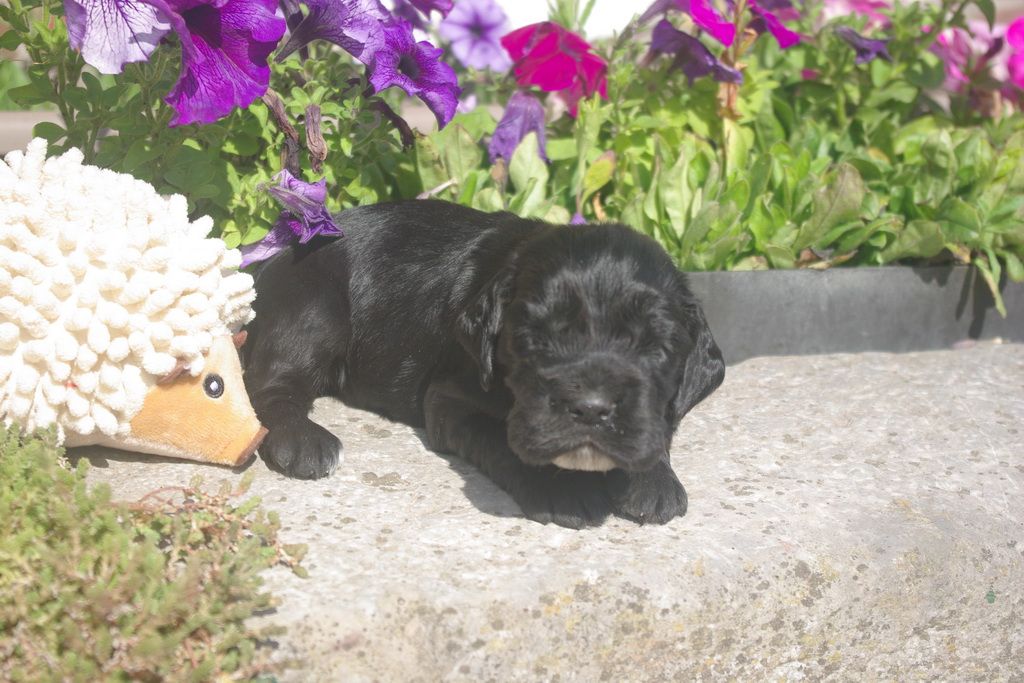 Les Chiens de la Bistade - cocker anglais 005