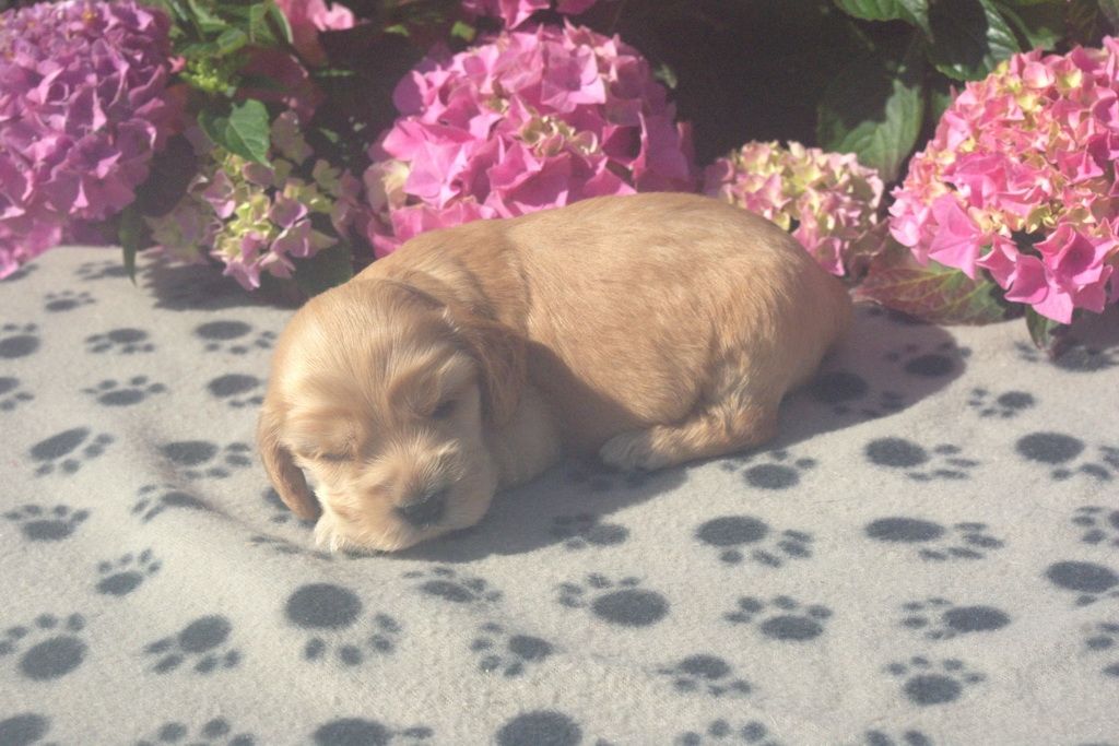 images/contenu/Chiots/Cocker/002/9-cocker_anglais_8.jpg
