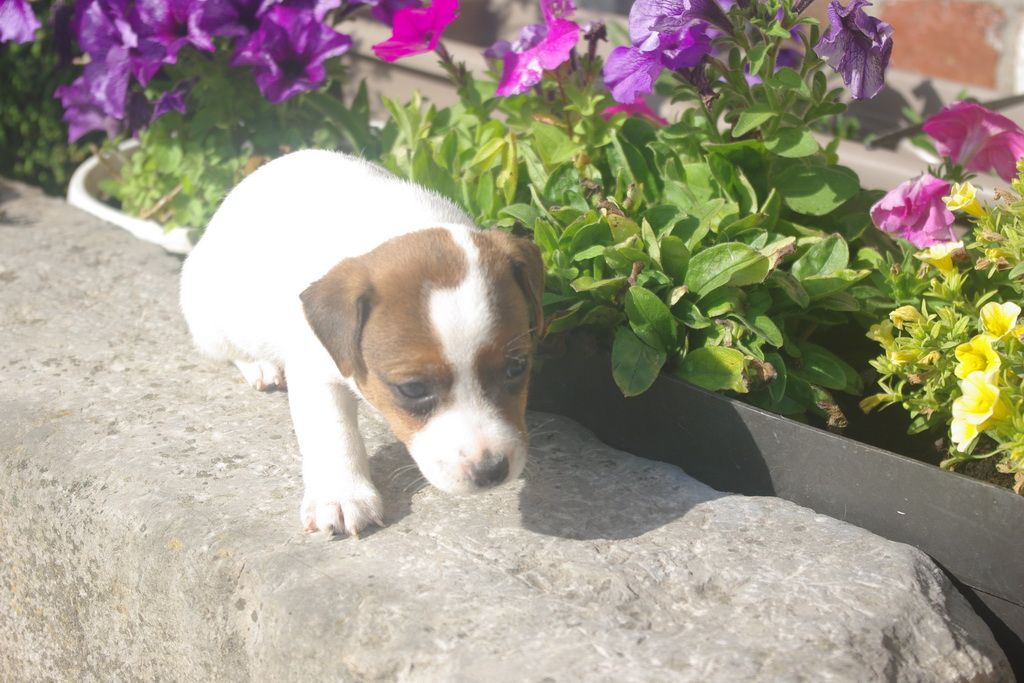 images/contenu/Chiots/jackrussel/002/8-jack_russel_13.jpg
