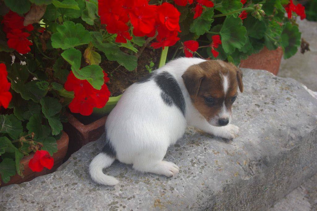 images/contenu/Chiots/jackrussel/003/IMGP3770.jpg