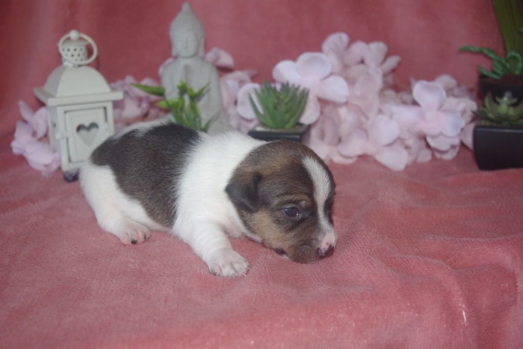 images/contenu/Chiots/jackrussel/005/9-jack_russel_6.jpg