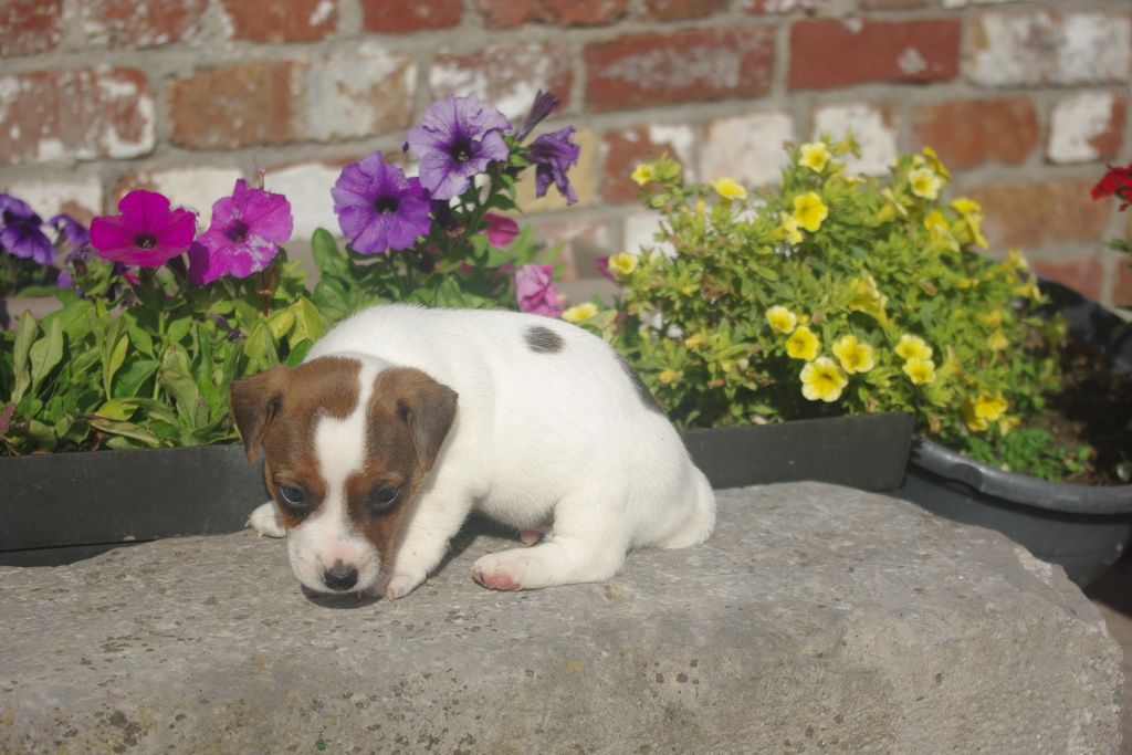 images/contenu/Chiots/jackrussel/002/8-jack_russel_7.jpg