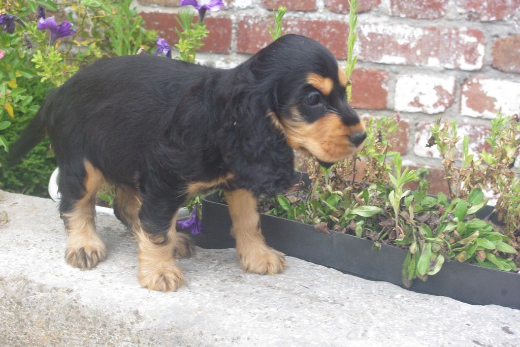 images/contenu/Chiots/Cocker/002/7-cocker_anglais_3.jpg